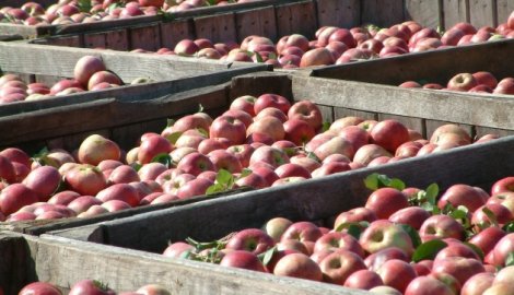 Čuvanje jabuka nakon berbe